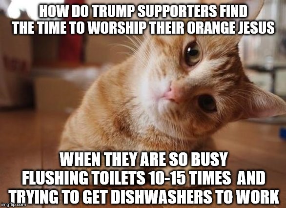 Curious Question Cat | HOW DO TRUMP SUPPORTERS FIND THE TIME TO WORSHIP THEIR ORANGE JESUS; WHEN THEY ARE SO BUSY FLUSHING TOILETS 10-15 TIMES  AND TRYING TO GET DISHWASHERS TO WORK | image tagged in curious question cat | made w/ Imgflip meme maker
