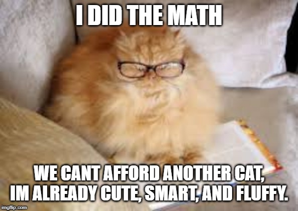 I DID THE MATH; WE CANT AFFORD ANOTHER CAT, IM ALREADY CUTE, SMART, AND FLUFFY. | image tagged in cats,memes | made w/ Imgflip meme maker