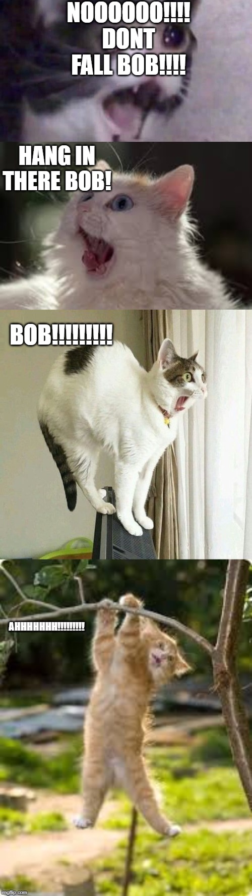 NOOOOOO!!!! DONT FALL BOB!!!! HANG IN THERE BOB! BOB!!!!!!!!! AHHHHHHH!!!!!!!!! | image tagged in cats,funny meme | made w/ Imgflip meme maker