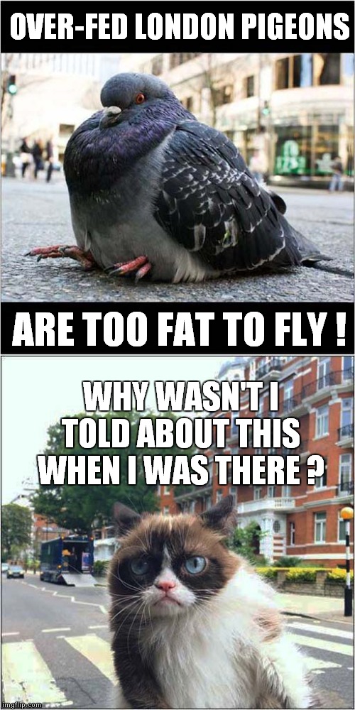 Grumpys London Visit | OVER-FED LONDON PIGEONS; ARE TOO FAT TO FLY ! WHY WASN'T I TOLD ABOUT THIS WHEN I WAS THERE ? | image tagged in fun,grumpy cat,pigeons,london | made w/ Imgflip meme maker