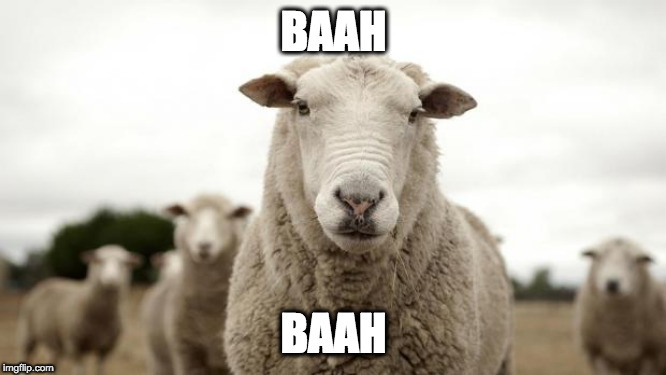 Sheep | BAAH; BAAH | image tagged in sheep | made w/ Imgflip meme maker