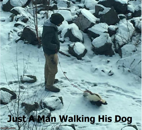 image tagged in winter,skunk,dog,dog walking | made w/ Imgflip meme maker
