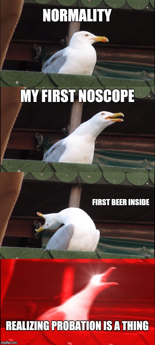 Inhaling Seagull Meme | NORMALITY; MY FIRST NOSCOPE; FIRST BEER INSIDE; REALIZING PROBATION IS A THING | image tagged in memes,inhaling seagull | made w/ Imgflip meme maker