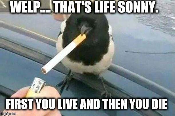 bird smoking | WELP.... THAT'S LIFE SONNY. FIRST YOU LIVE AND THEN YOU DIE | image tagged in bird smoking | made w/ Imgflip meme maker