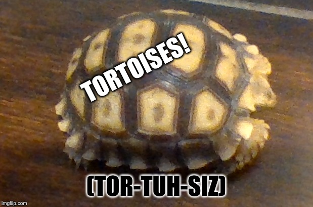 Tortoise | TORTOISES! (TOR-TUH-SIZ) | image tagged in tortoise | made w/ Imgflip meme maker