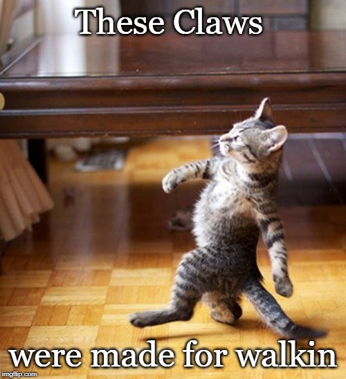 Cat Walking Like A Boss | These Claws; were made for walkin | image tagged in cat walking like a boss,song | made w/ Imgflip meme maker
