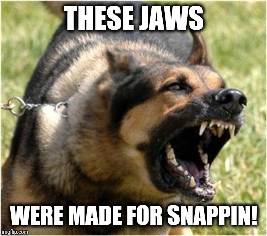 Angry Dog | THESE JAWS WERE MADE FOR SNAPPIN! | image tagged in angry dog | made w/ Imgflip meme maker