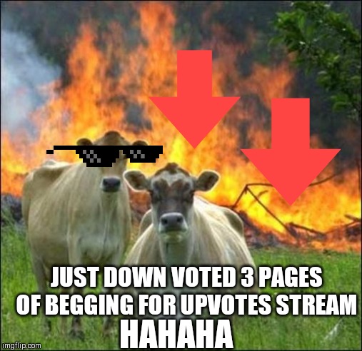 Evil Cows Meme | JUST DOWN VOTED 3 PAGES OF BEGGING FOR UPVOTES STREAM; HAHAHA | image tagged in memes,evil cows | made w/ Imgflip meme maker
