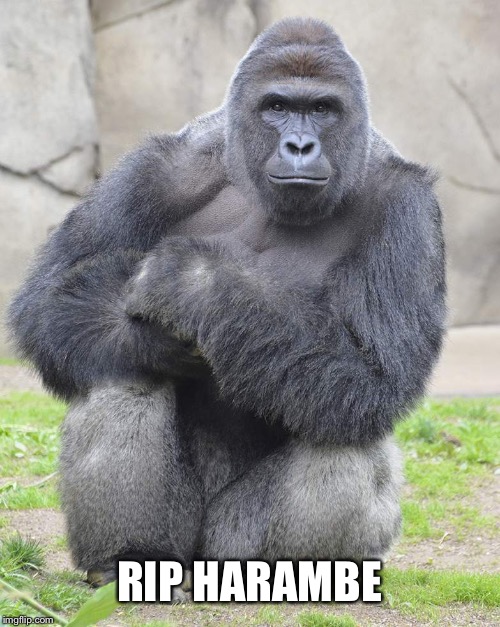 Harambe | RIP HARAMBE | image tagged in harambe | made w/ Imgflip meme maker