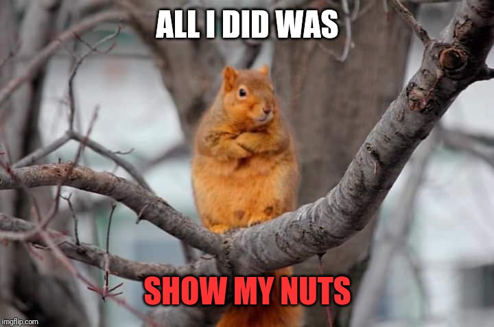 Showing my nuts | ALL I DID WAS; SHOW MY NUTS | image tagged in nuts,alone | made w/ Imgflip meme maker