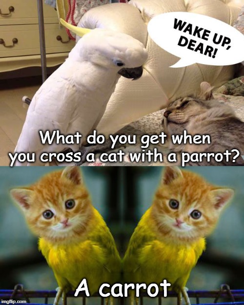 Carrot | What do you get when you cross a cat with a parrot? A carrot | image tagged in cat | made w/ Imgflip meme maker