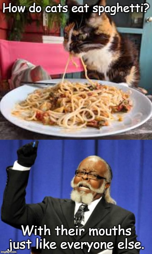 How do cats eat spaghetti? With their mouths just like everyone else. | image tagged in memes,too damn high | made w/ Imgflip meme maker
