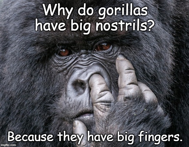 Gorilla | Why do gorillas have big nostrils? Because they have big fingers. | image tagged in funny | made w/ Imgflip meme maker