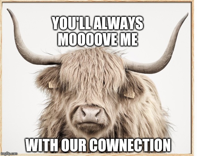 YOU'LL ALWAYS
MOOOOVE ME; WITH OUR COWNECTION | image tagged in your friend needs help moving,cow | made w/ Imgflip meme maker