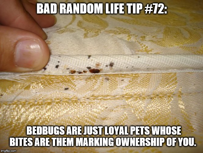 bed bug mattress inspection | BAD RANDOM LIFE TIP #72:; BEDBUGS ARE JUST LOYAL PETS WHOSE BITES ARE THEM MARKING OWNERSHIP OF YOU. | image tagged in bed bug mattress inspection | made w/ Imgflip meme maker