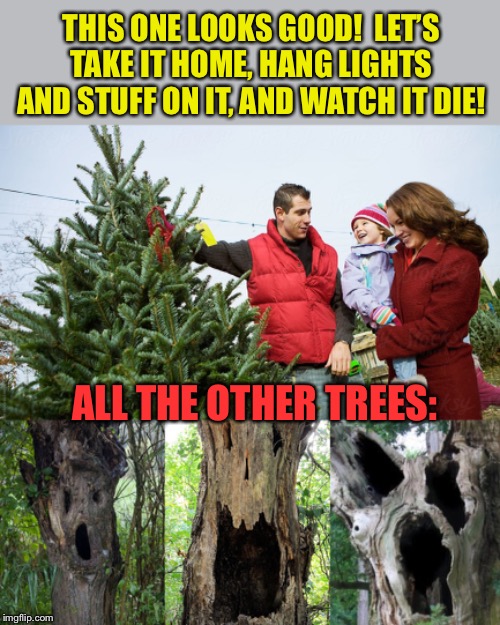 Christmas tree horror | THIS ONE LOOKS GOOD!  LET’S TAKE IT HOME, HANG LIGHTS AND STUFF ON IT, AND WATCH IT DIE! ALL THE OTHER TREES: | image tagged in christmas tree,tradition,christmas memes,trees | made w/ Imgflip meme maker