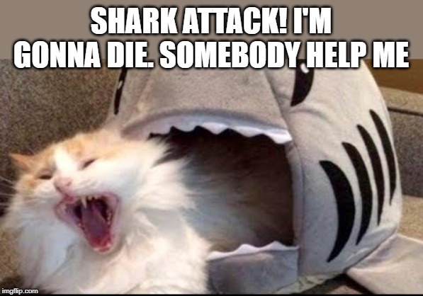 shark attack | SHARK ATTACK! I'M GONNA DIE. SOMEBODY HELP ME | image tagged in cat humor,shark attack,scared cat | made w/ Imgflip meme maker