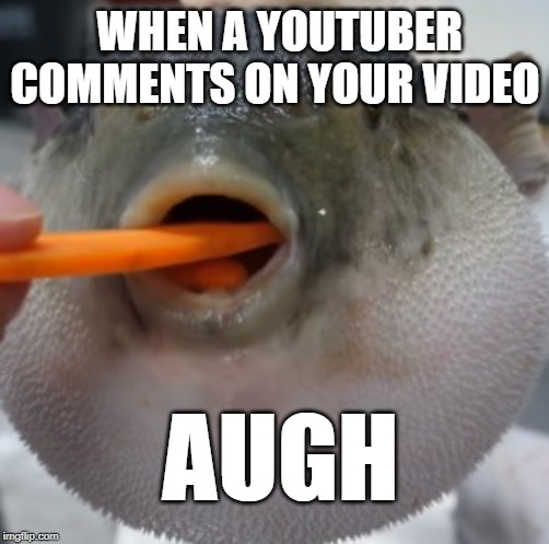 pufferfish eating carrot | WHEN A YOUTUBER COMMENTS ON YOUR VIDEO; AUGH | image tagged in pufferfish eating carrot | made w/ Imgflip meme maker