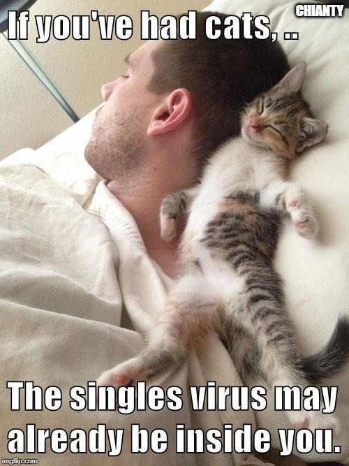 Cats | CHIANTY | image tagged in virus | made w/ Imgflip meme maker