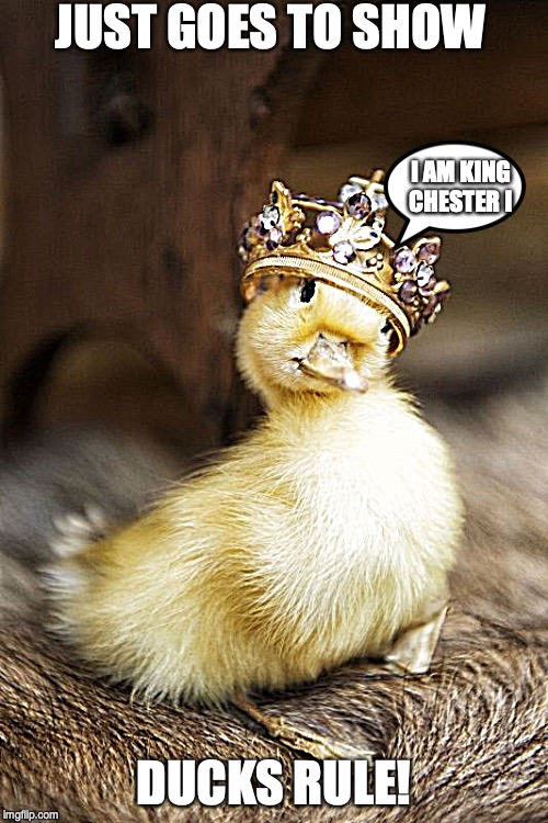 duckling king | JUST GOES TO SHOW; I AM KING CHESTER I; DUCKS RULE! | image tagged in duckling king | made w/ Imgflip meme maker