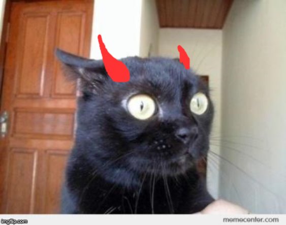 Scared Cat | image tagged in scared cat | made w/ Imgflip meme maker