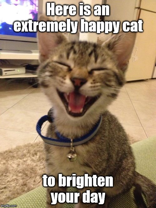 Here is an extremely happy cat; to brighten your day | made w/ Imgflip meme maker