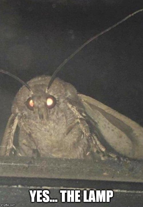 Moth | YES... THE LAMP | image tagged in moth | made w/ Imgflip meme maker