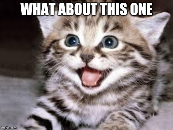 happy cat | WHAT ABOUT THIS ONE | image tagged in happy cat | made w/ Imgflip meme maker
