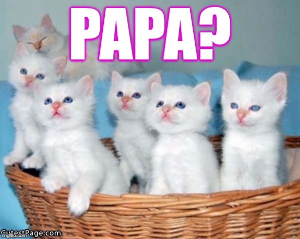 White Cute Kittens | PAPA? | image tagged in white cute kittens | made w/ Imgflip meme maker