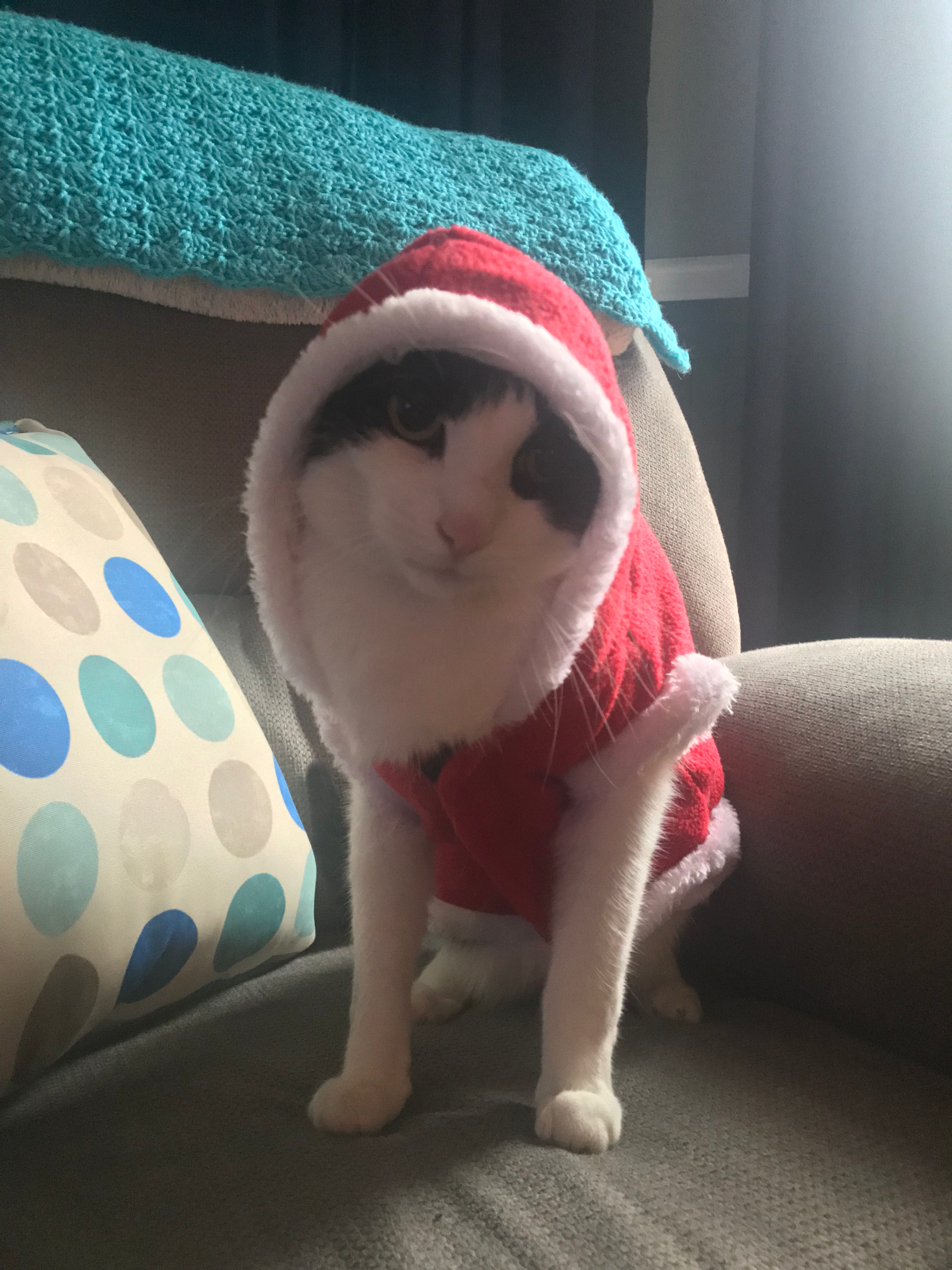 Depressed Festive Cat Blank Meme Template