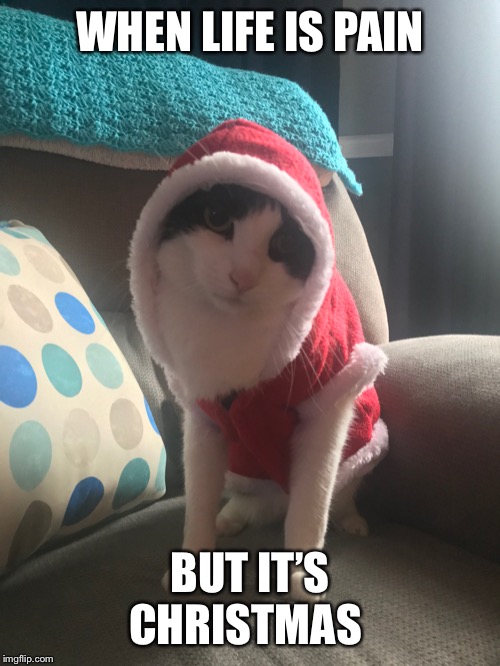 Depressed Festive Cat | WHEN LIFE IS PAIN; BUT IT’S CHRISTMAS | image tagged in depressed festive cat | made w/ Imgflip meme maker