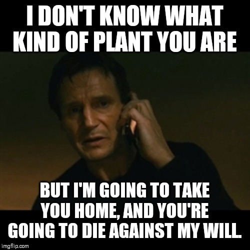 Finding plants like | I DON'T KNOW WHAT KIND OF PLANT YOU ARE; BUT I'M GOING TO TAKE YOU HOME, AND YOU'RE GOING TO DIE AGAINST MY WILL. | image tagged in memes,liam neeson taken,plants,gardening | made w/ Imgflip meme maker