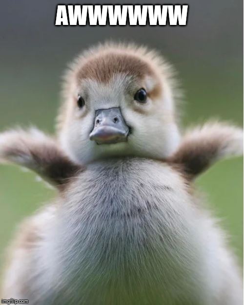 Cute Duck | AWWWWWW | image tagged in cute duck | made w/ Imgflip meme maker