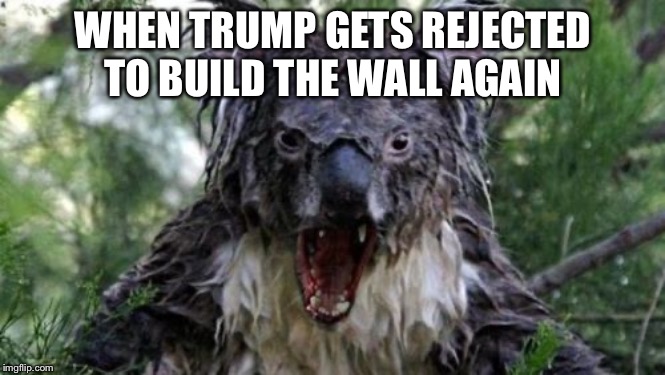 Angry Koala Meme | WHEN TRUMP GETS REJECTED TO BUILD THE WALL AGAIN | image tagged in memes,angry koala | made w/ Imgflip meme maker