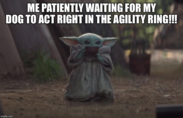 Slurping Baby Yoda | ME PATIENTLY WAITING FOR MY DOG TO ACT RIGHT IN THE AGILITY RING!!! | image tagged in slurping baby yoda | made w/ Imgflip meme maker