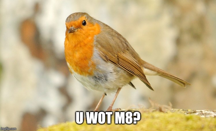 U wot m8 Robin | U WOT M8? | image tagged in u wot m8 robin | made w/ Imgflip meme maker