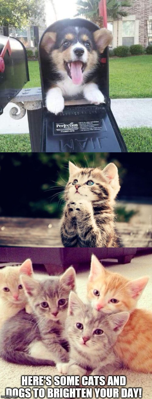 HERE'S SOME CATS AND DOGS TO BRIGHTEN YOUR DAY! | image tagged in cute kitty,cute kitten group,cute doggo in mailbox | made w/ Imgflip meme maker