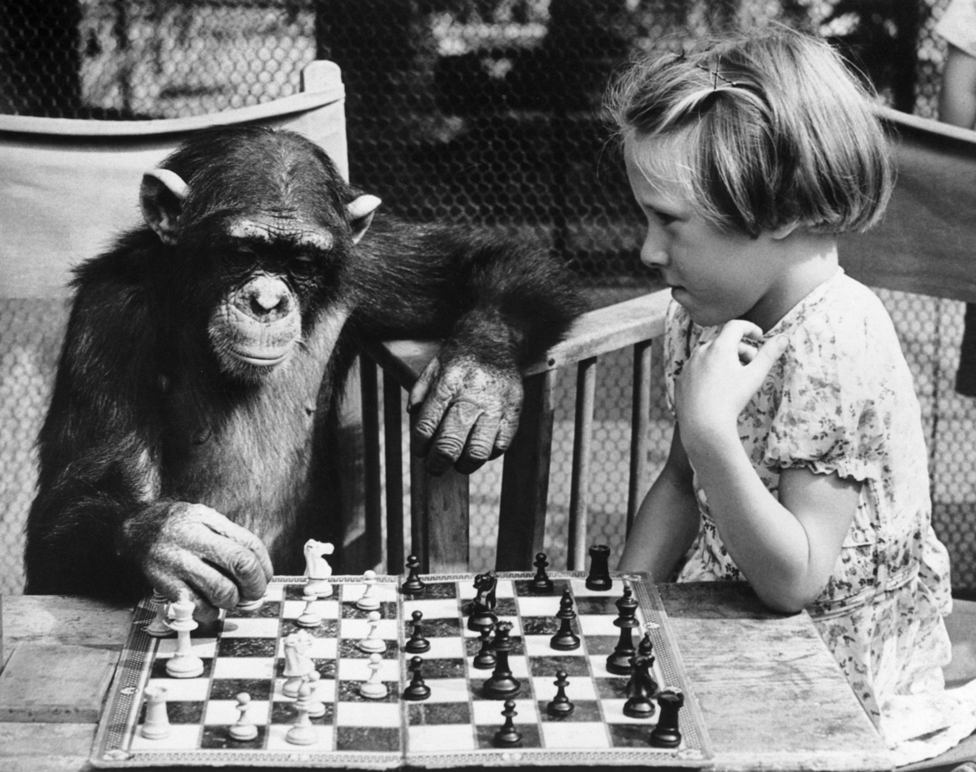 Chess  Chimp  Girl Blank Meme Template