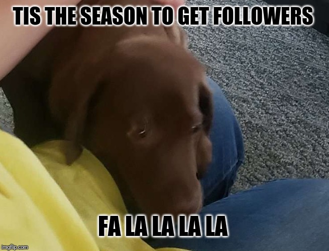 Happy Dog | TIS THE SEASON TO GET FOLLOWERS; FA LA LA LA LA | image tagged in happy dog | made w/ Imgflip meme maker