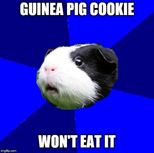 ScumBag Guinea Pig | GUINEA PIG COOKIE; WON'T EAT IT | image tagged in scumbag guinea pig,cavy,guinea pig,pet,funny,cookie | made w/ Imgflip meme maker
