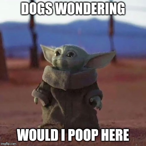 Baby Yoda | DOGS WONDERING; WOULD I POOP HERE | image tagged in baby yoda | made w/ Imgflip meme maker