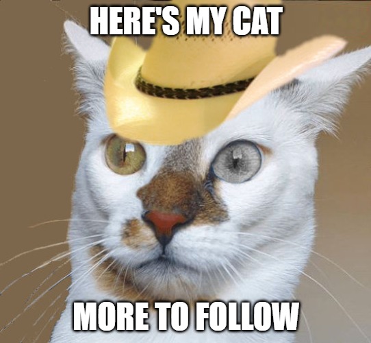 Cat-n-hat | HERE'S MY CAT; MORE TO FOLLOW | image tagged in cat-n-hat | made w/ Imgflip meme maker