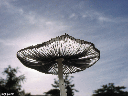 Backlit mushroom! | image tagged in gifs,mushroom | made w/ Imgflip images-to-gif maker