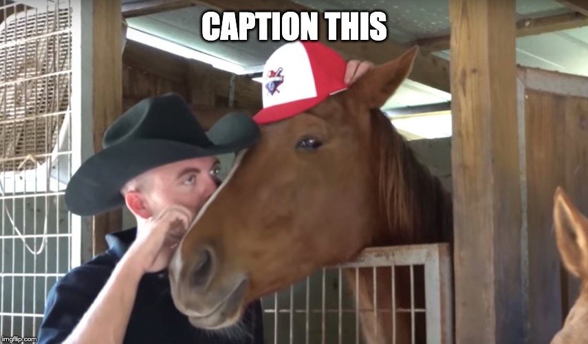 Caption This funny horse meme | CAPTION THIS | image tagged in caption this,meme,funny meme,silly,horse meme,talking shit | made w/ Imgflip meme maker