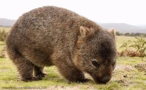 wombat Blank Meme Template