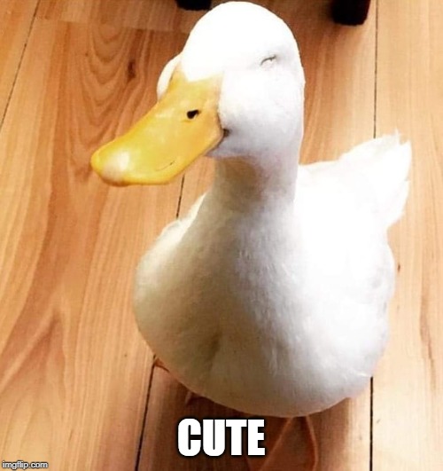 SMILE DUCK | CUTE | image tagged in smile duck | made w/ Imgflip meme maker