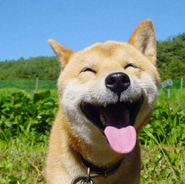 smile dog Blank Meme Template