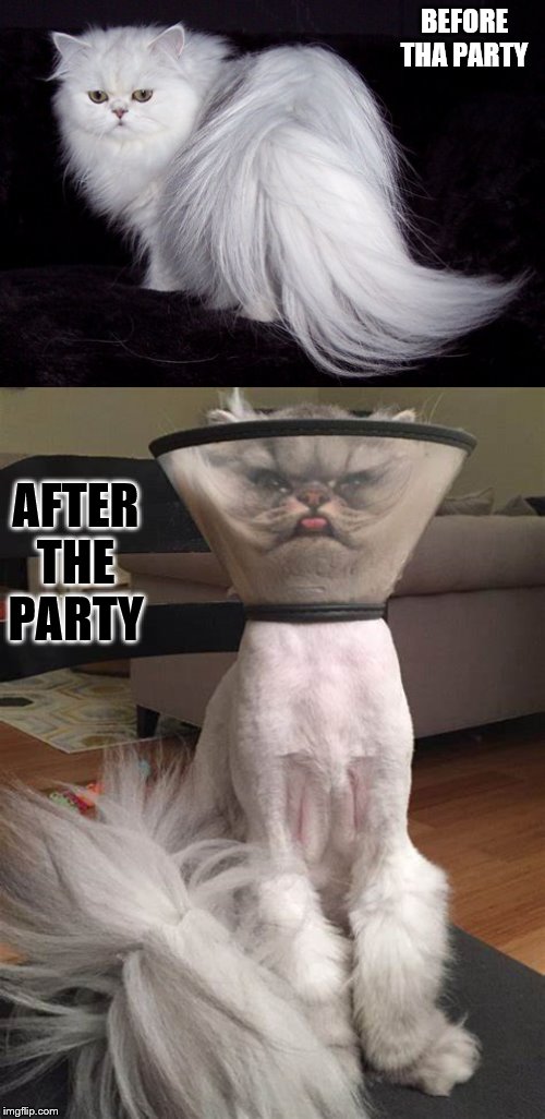 Party Animals | BEFORE THA PARTY; AFTER THE PARTY | image tagged in before and after,cats | made w/ Imgflip meme maker