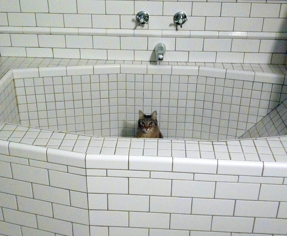 High Quality Nihilist Empty Bath Cat Blank Meme Template