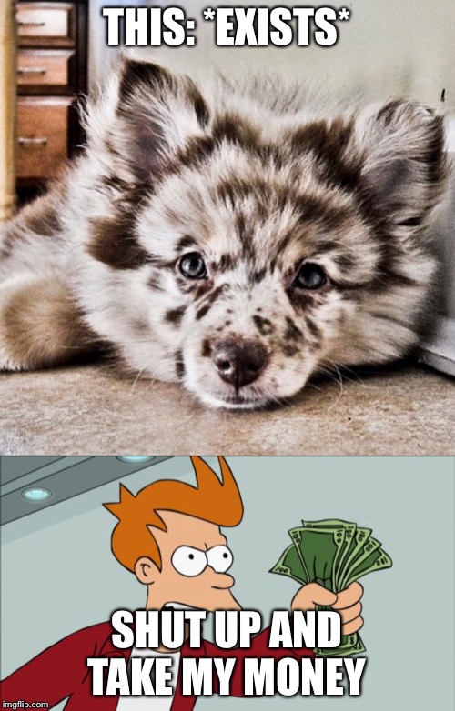 Shut up and take my money | THIS: *EXISTS*; SHUT UP AND TAKE MY MONEY | image tagged in memes,shut up and take my money fry,animals,cute dog,too cute | made w/ Imgflip meme maker